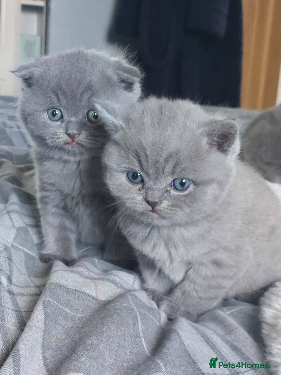 British Shorthair cats for sale: British shorthair/scottish fold cross kittens - Image 5