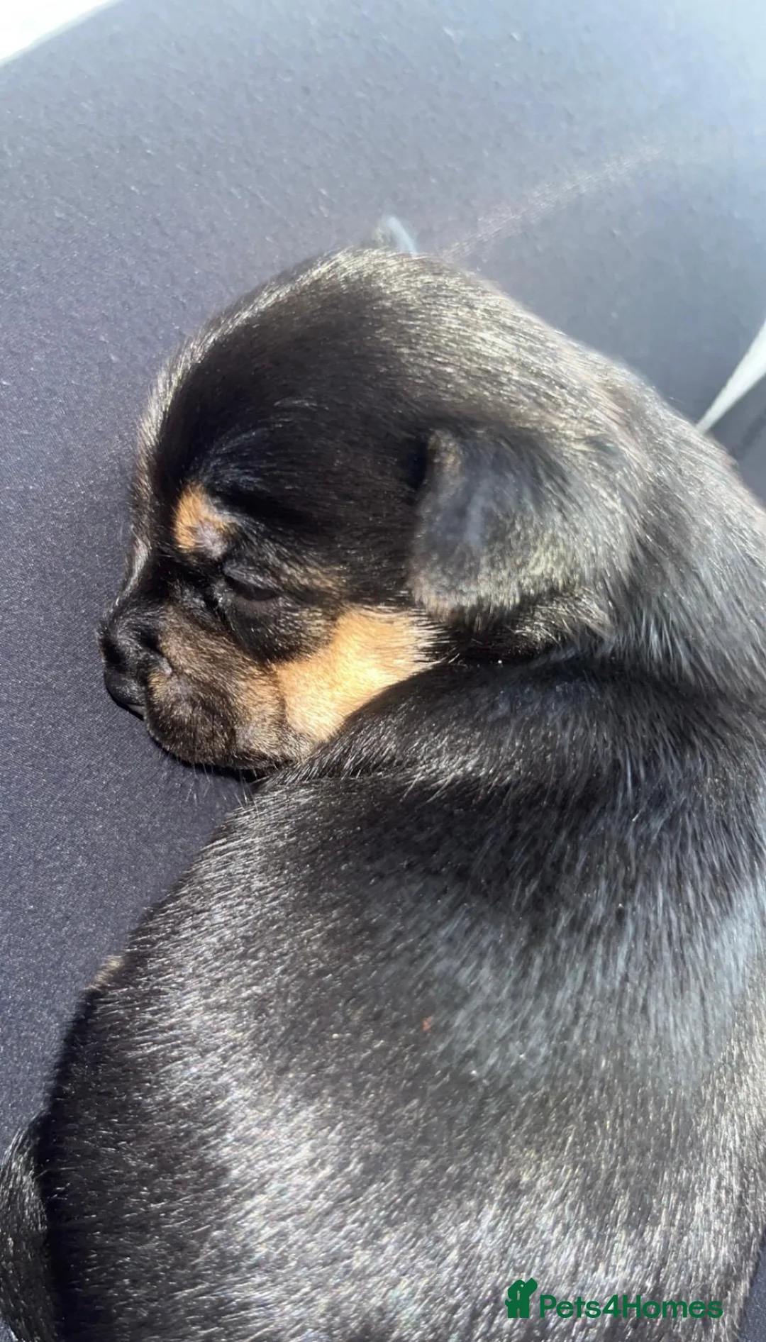 Mixed Breed dogs for sale: 🐶 Adorable Jack Russell Terrier Puppy 🐶 - Advert 2