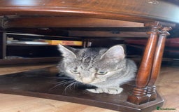 York Chocolate cats for sale: Very cute cats who needs to go to home! - Image 12