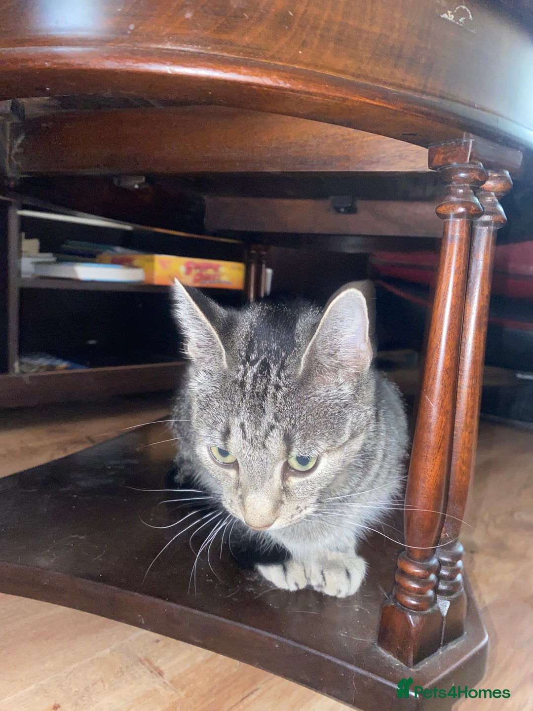 York Chocolate cats for sale: Very cute cats who needs to go to home! - Image 12