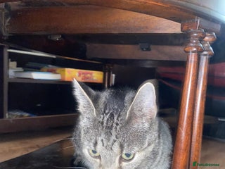 York Chocolate cats - Advert 1