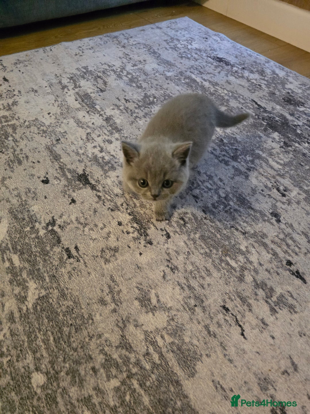 British Shorthair cats for sale: ASH-Male British Shorthair - Advert 4