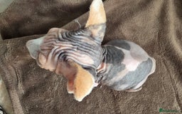 Sphynx cats for sale: 🩷 Sphynx Kitten – Female   - Image 3