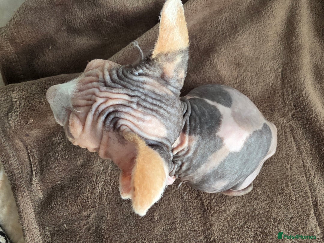 Sphynx cats for sale: 🩷 Sphynx Kitten – Female   - Image 3