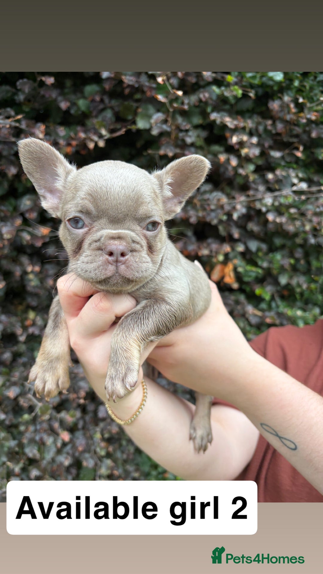 French Bulldog dogs for sale: 2 girls looking for forever home - Image 3