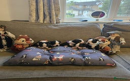 Boston Terrier dogs for sale: Boston Terrier 5* puppies - Image 17