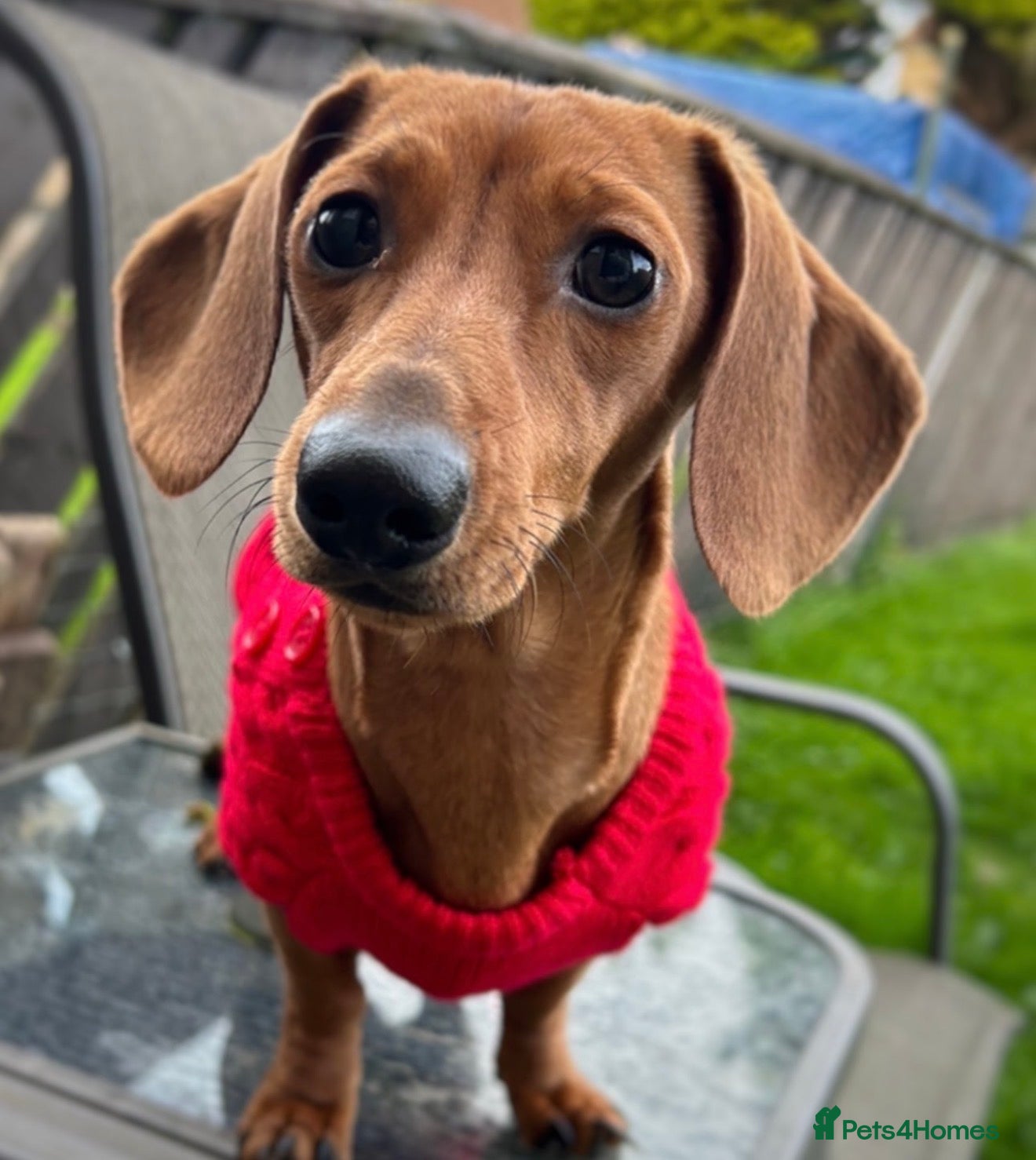 Miniature Dachshund dogs for sale: Miniature dachshunds  - must be rehomed together - Advert 7