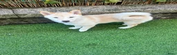 Japanese Shiba Inu dogs for sale: Cream Shiba Inu  - Advert 7