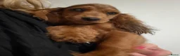Cocker Spaniel dogs for sale: Show type cocker spanielss - Advert 14