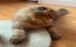 Scottish Fold cats for sale: Scottish Fold Pedigree Kittens in Romford - Image 7