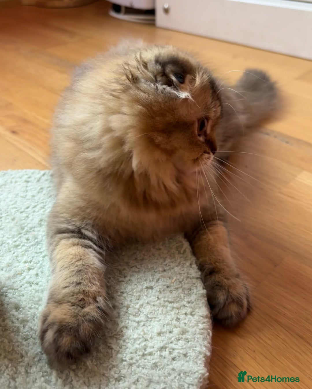 Scottish Fold cats for sale: Scottish Fold Pedigree Kittens in Romford - Image 7