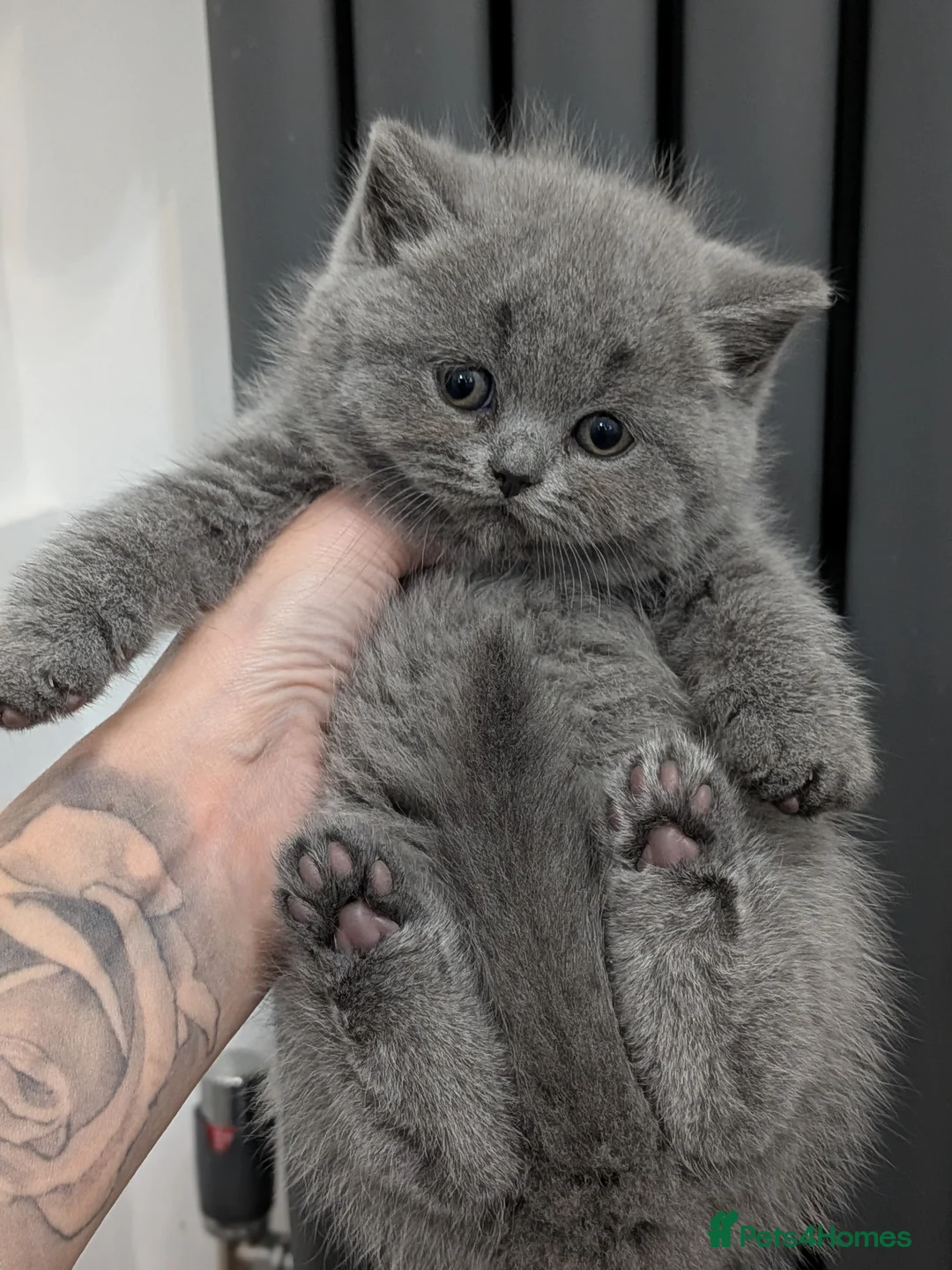 British Shorthair cats for stud: Champion British Shorthair Stud in Derby - Advert 5