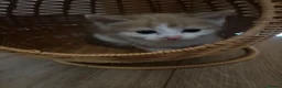 British Shorthair cats for sale: Kittens ready to go  - Advert 2