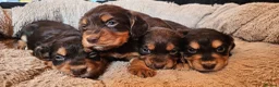 Cocker Spaniel dogs for sale: 5 STUNNING KC WORKING TYPE COCKER SPANIELS  - Advert 9