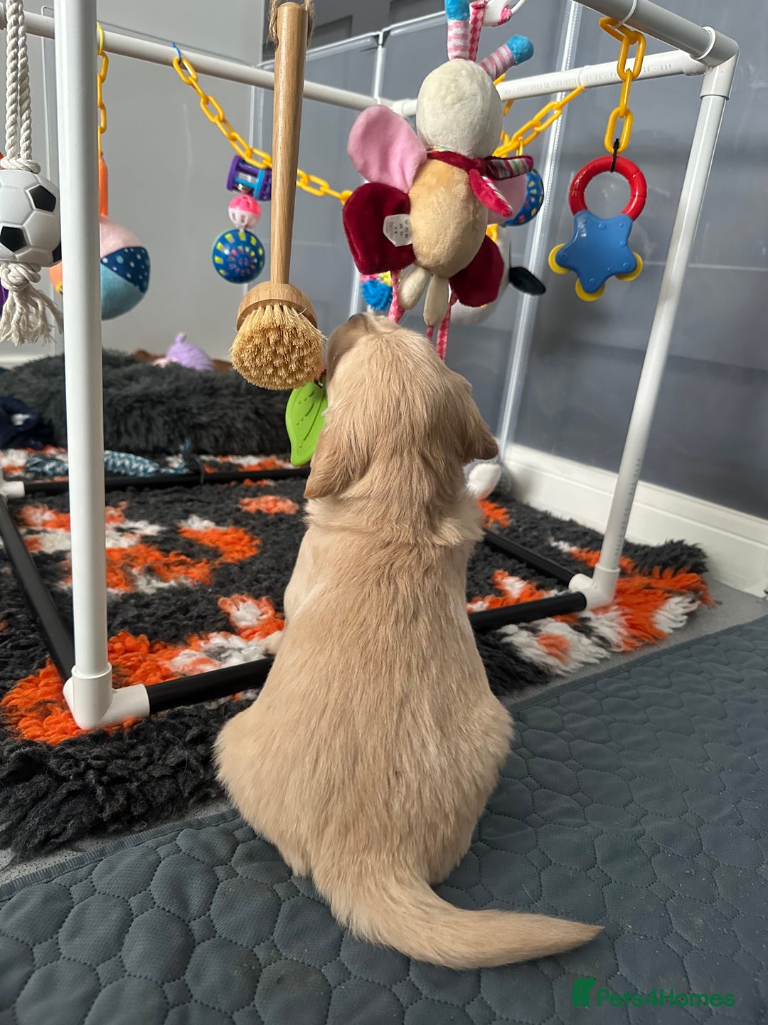Golden Retriever dogs for sale: KC Golden Retriever Male. 🧬Health Tested Parents - Image 29
