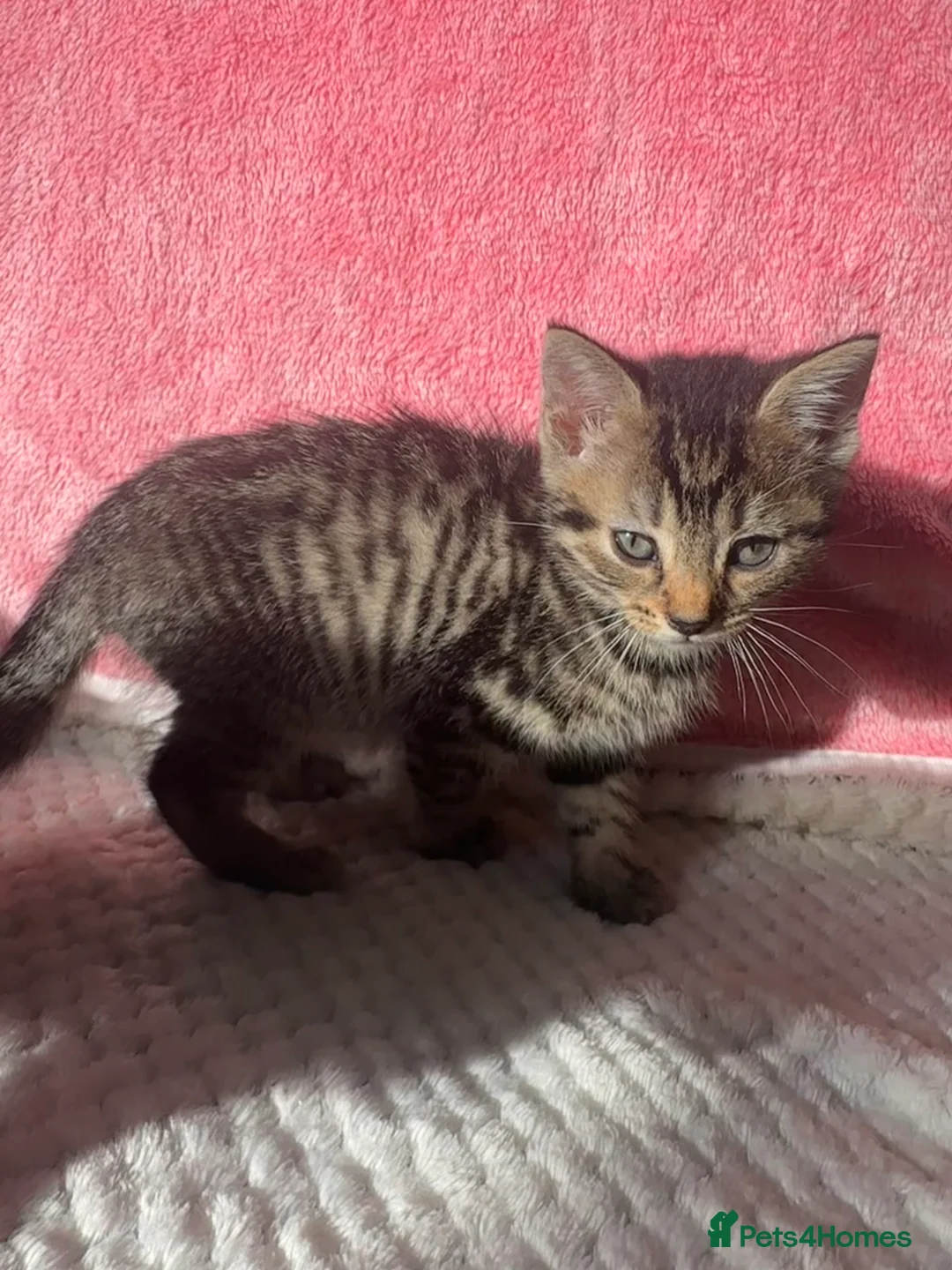 Mixed Breed cats for sale: 4 Tabby Female kittens available  - Advert 4