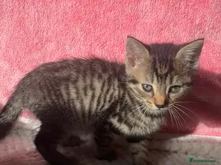 Mixed Breed cats All kittens reserved, Awaiting collection! - Advert 3