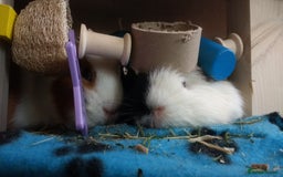 Guinea Pig rodents for sale: Rescue space for Guinea pigs available - Image 4