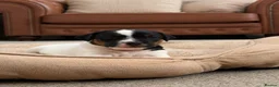 Patterjack dogs for sale: Patterjack  in Doncaster - Advert 1