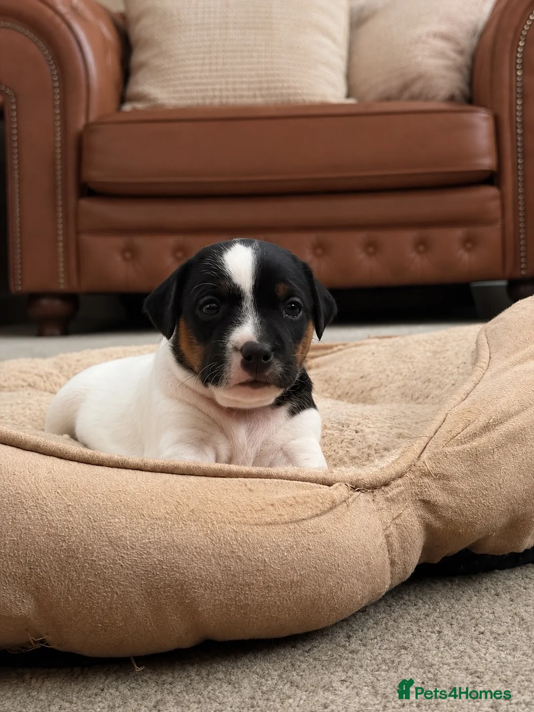 Patterjack dogs for sale: Patterjack  in Doncaster - Advert 1