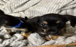 Jackapoo dogs for sale: Adorable Jackapoo puppies  - Image 12