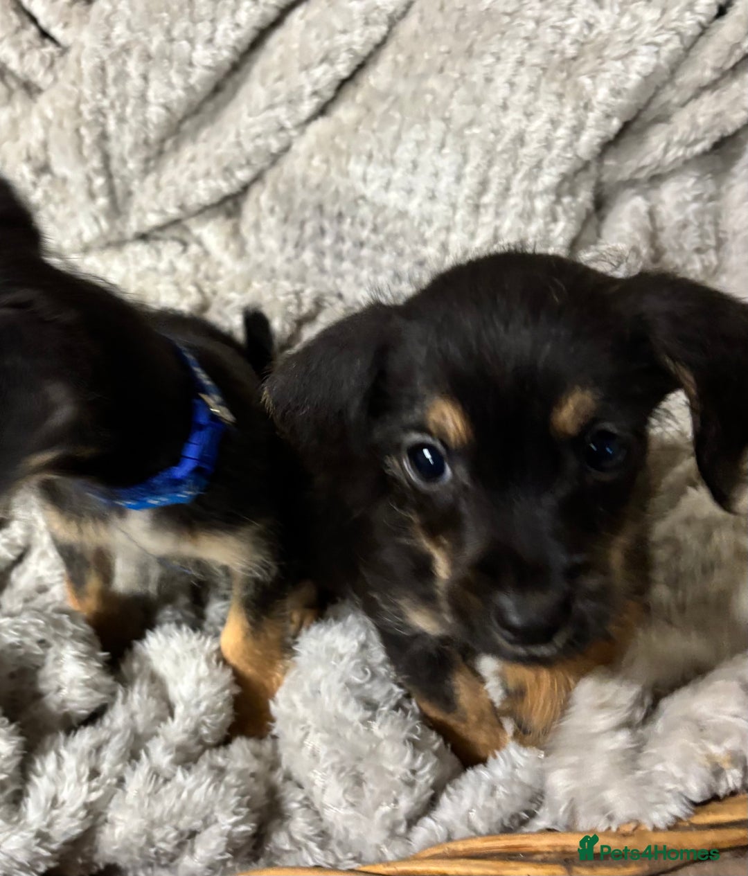 Jackapoo dogs for sale: Adorable Jackapoo puppies  - Image 12