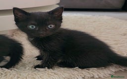 British Shorthair cats for sale: Black and tuxedo baby kittens in Bicester - Image 35