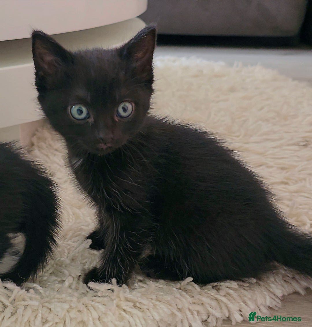 British Shorthair cats for sale: Black and tuxedo baby kittens in Bicester - Image 35