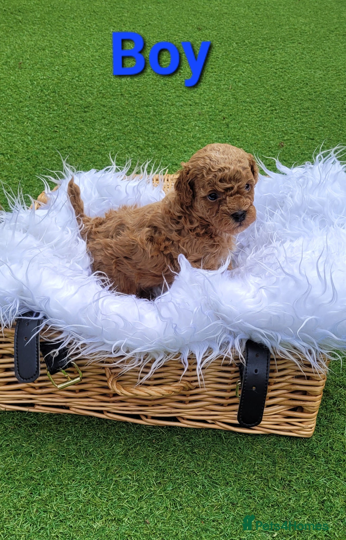 Toy Poodle dogs Gorgeous Toy poodle Puppies - 2 girls and 1 boy  - Advert 2
