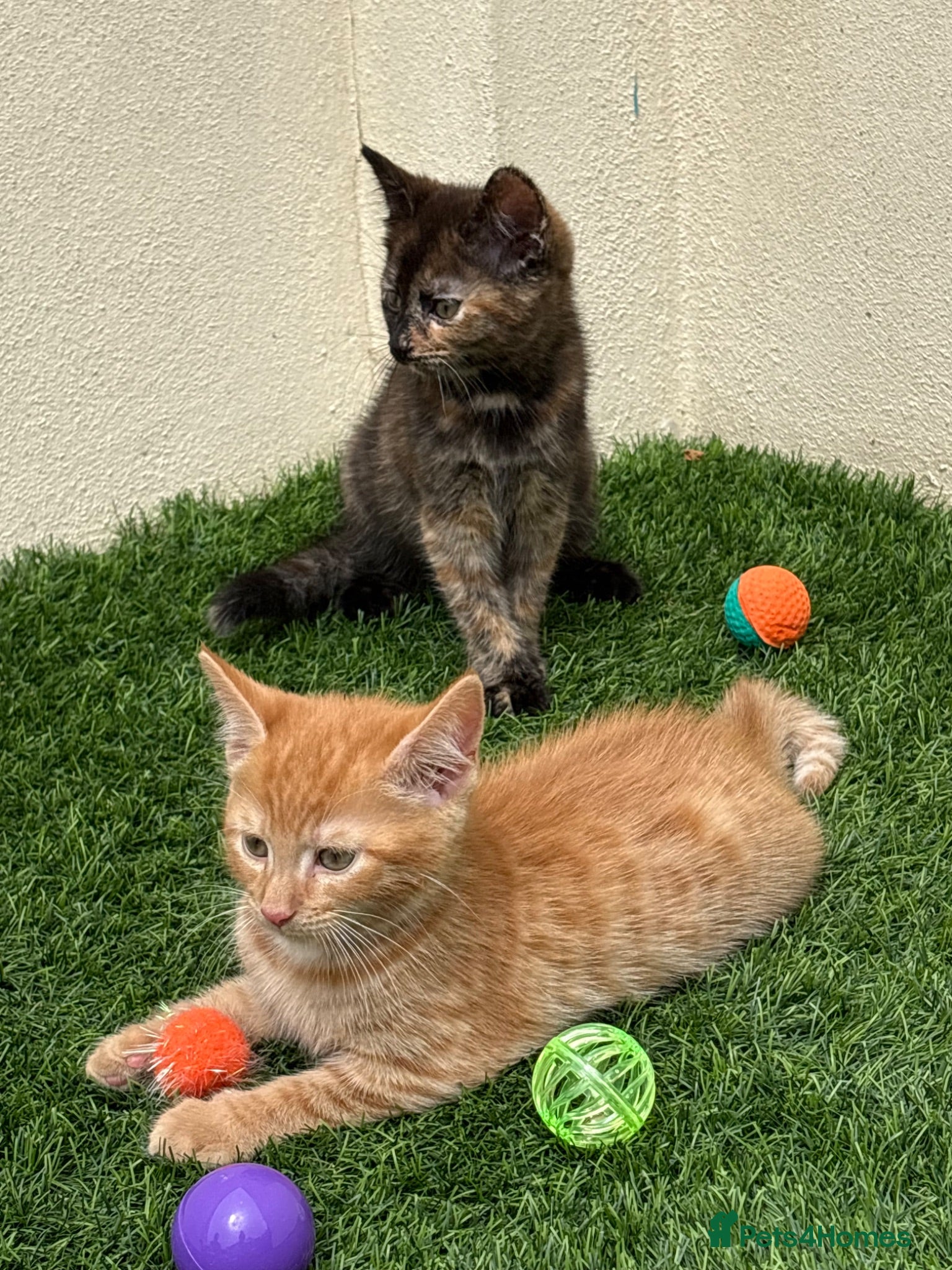 Mixed Breed cats 2 beautiful kittens looking for their forever home - Advert 2