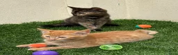 Mixed Breed cats for sale: 2 beautiful kittens looking for their forever home - Advert 1