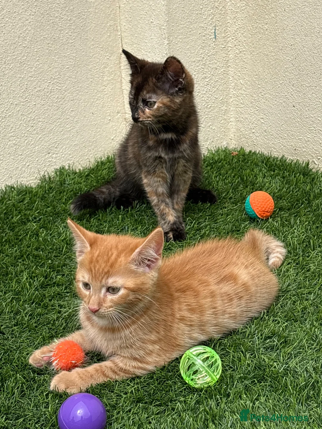 Mixed Breed cats for sale: 2 beautiful kittens looking for their forever home - Advert 1