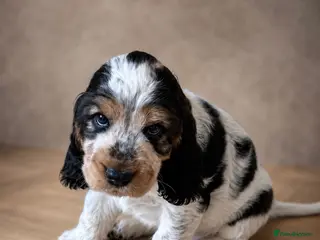 Cocker Spaniel dogs 🧡OUR LAST HANDSOME SHOW-TYPE COCKER LEFT 💙🧡 - Advert 9
