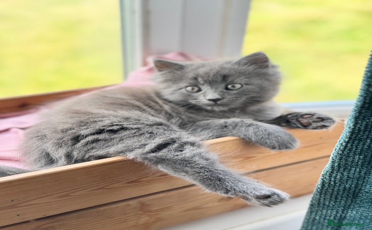 Maine Coon cats - Advert 12