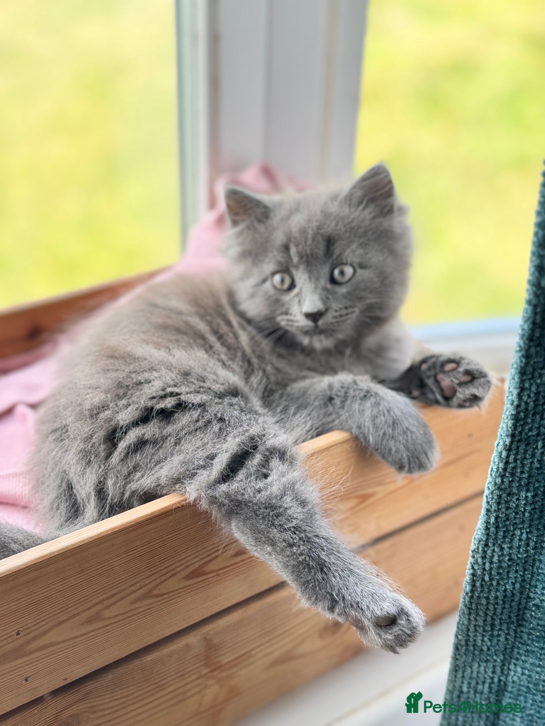 Maine Coon cats for sale: Gorgeous blue female Mainecoon  - Image 1