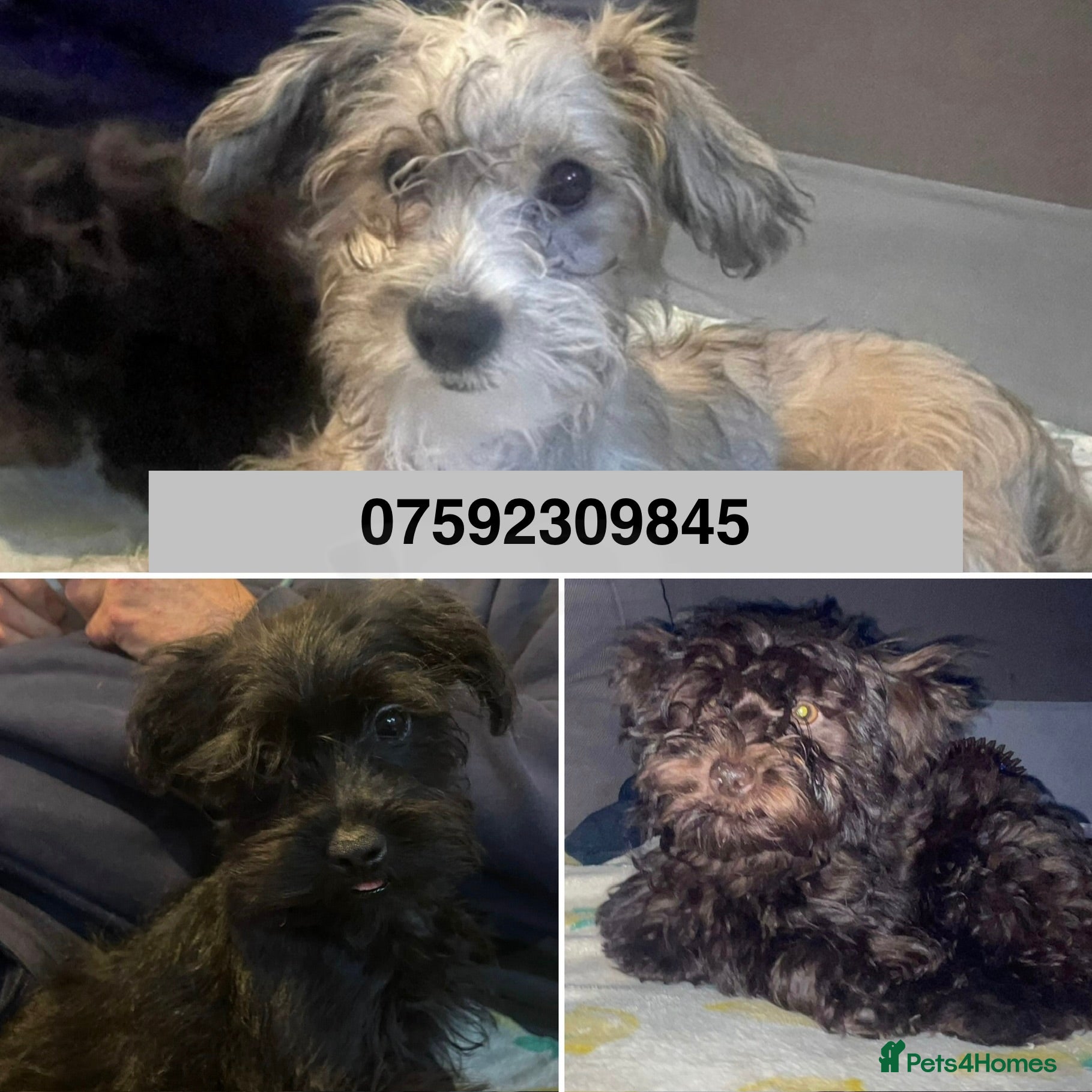 Mixed Breed dogs Gorgeous Homebred puppies  - Advert 16