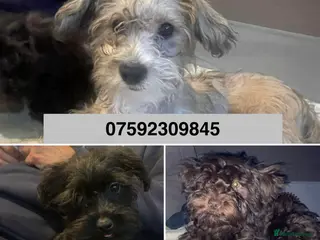 Mixed Breed dogs Gorgeous Homebred puppies - Advert 16