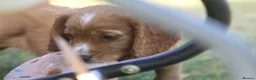 Cocker Spaniel dogs for sale: Working Cocker spaniel puppies for sale  - Advert 6