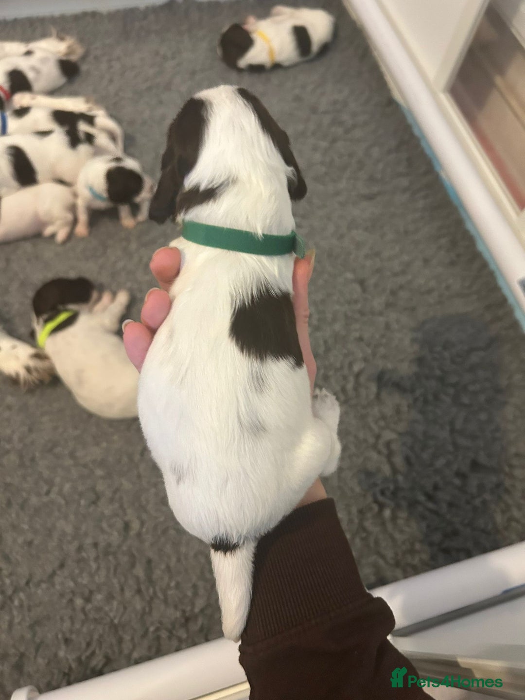 English Springer Spaniel dogs for sale: Adorable Springer Spaniel Puppies - Image 23