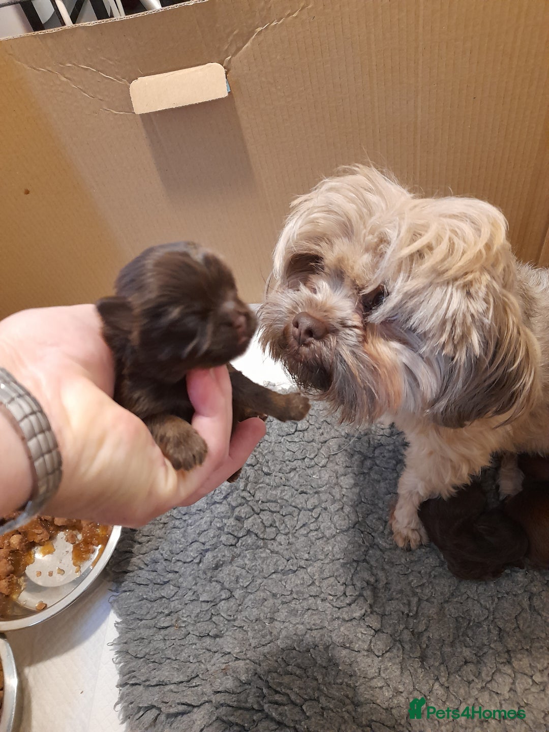 Malshi dogs for sale: Malshi - Advert 15