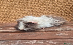 Guinea Pig rodents for sale: Lunkarya boar - Image 1
