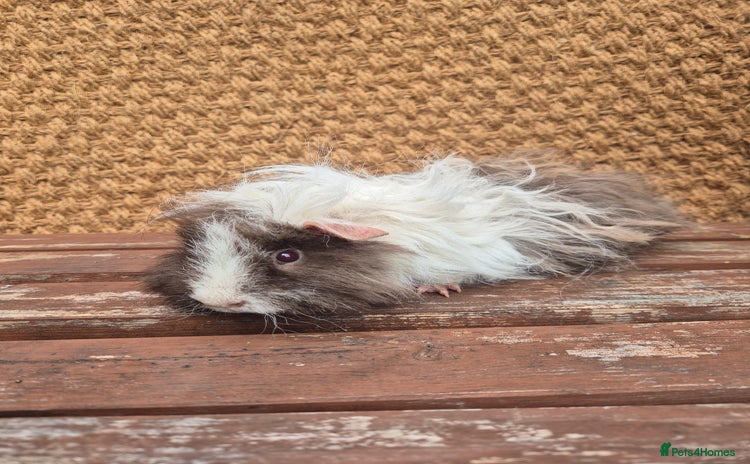 Guinea Pig rodents - Advert 10