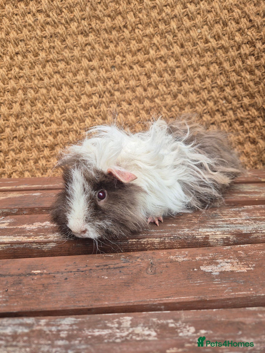 Guinea Pig rodents for sale: Lunkarya boar - Image 1