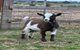 Goats livestock for sale: Pygmy billy goat for sale - Image 7