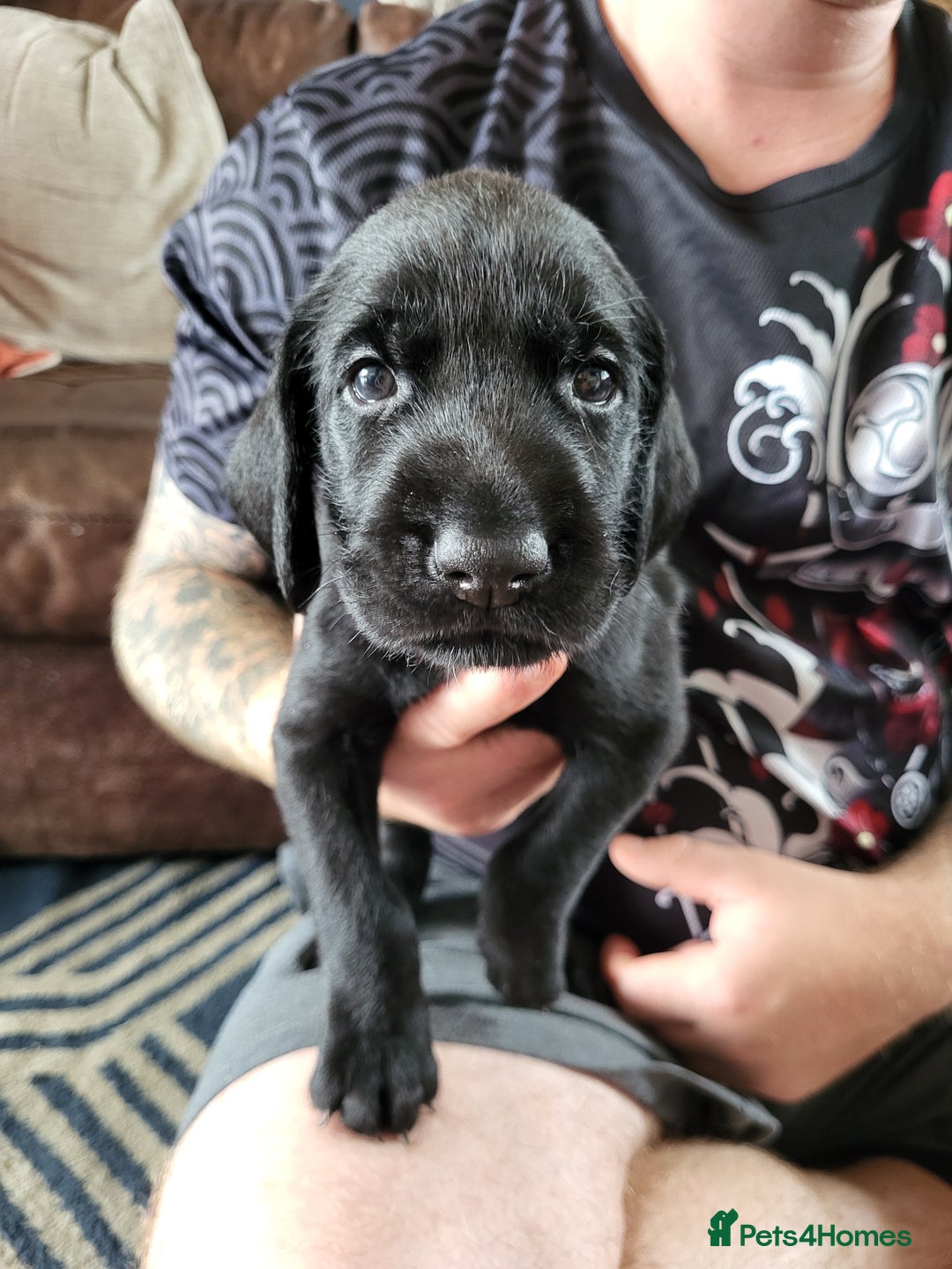 German Wirehaired Pointer dogs for sale: German Wirehaired Pointer puppies! - Image 6