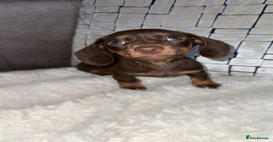 Miniature Dachshund dogs - Advert 15