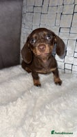 Miniature Dachshund dogs - Advert 9