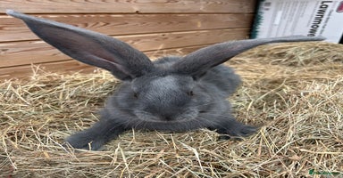 Continental Giant rabbits - Advert 16