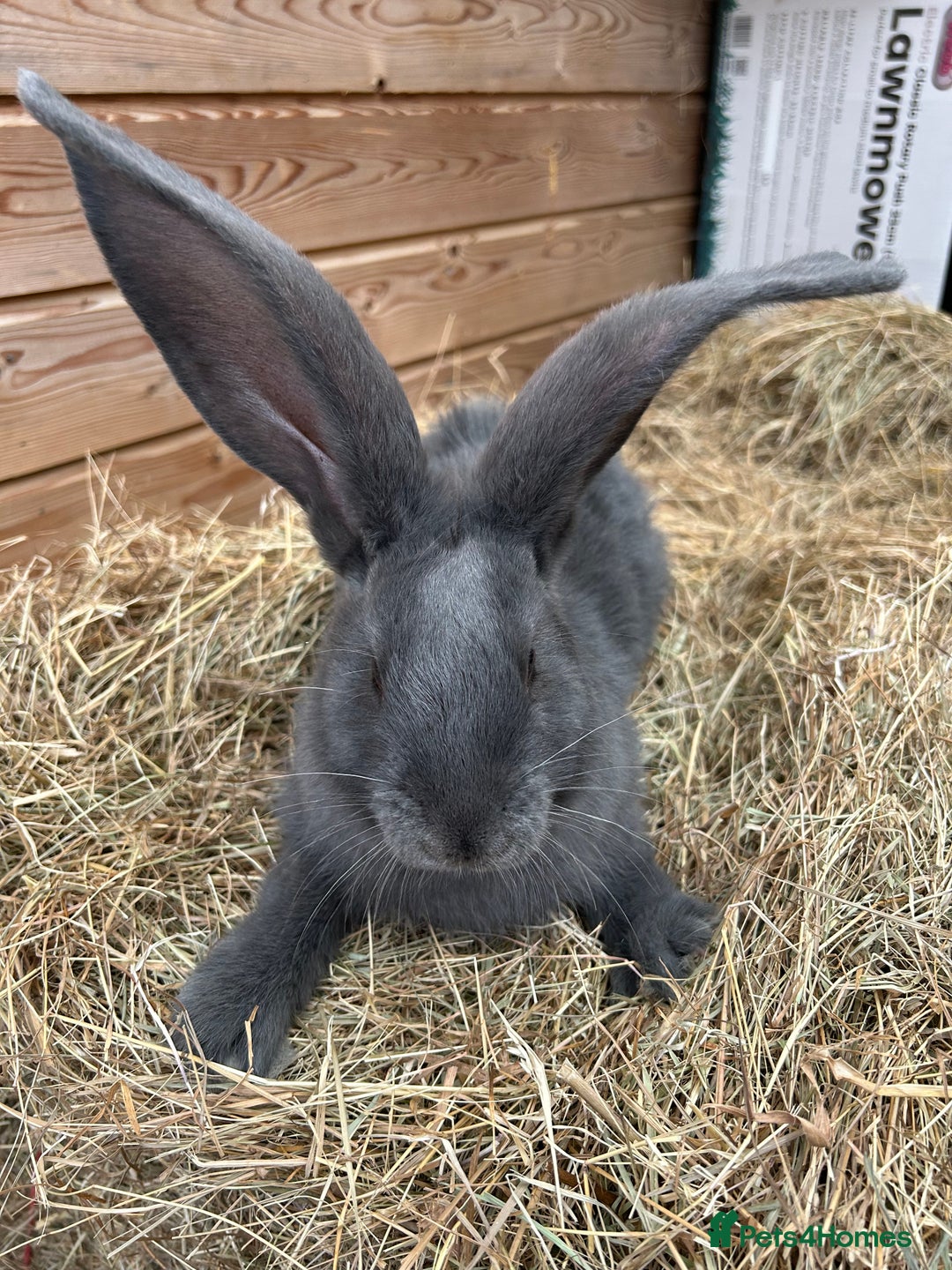 Continental Giant rabbits for sale: WE HAVE THE WORLDS BIGGEST BUNNIES  - Image 3