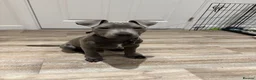 Staffordshire Bull Terrier dogs for sale: 12 week old Staffordshire bull terrier - REHOMING  - Advert 5